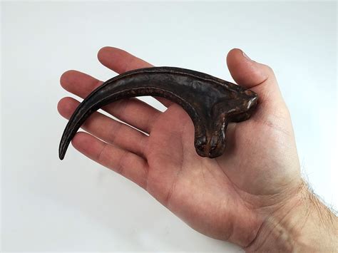 velociraptor claw for sale real.